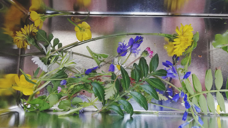 Carnet album artisanal herbier 02
