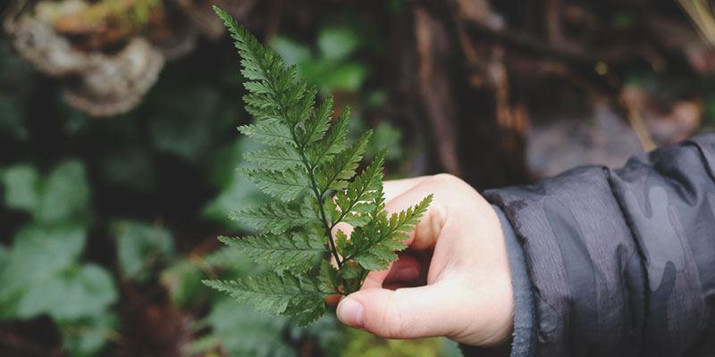 Construire un herbier, une activité ludique et créative